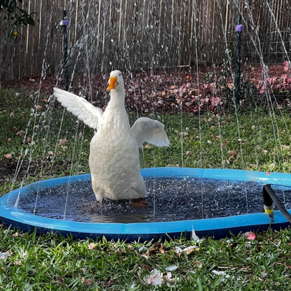 Summer Pet Swimming Pool Water Play.