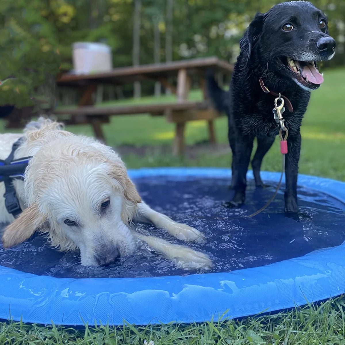 Summer Pet Swimming Pool Water Play.