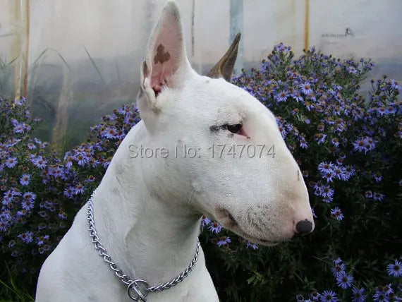 Wholesale Trendy Resizable Bull Terrier Dog Ring